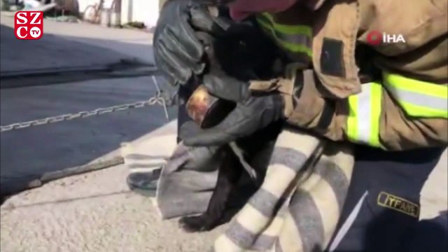 Konserve kutusuna dili sıkışan köpeği itfaiye kurtardı