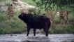 Buffalo vs Lion Pride _ Elephant Became Hero After Save Buffalo From Lion Hunt