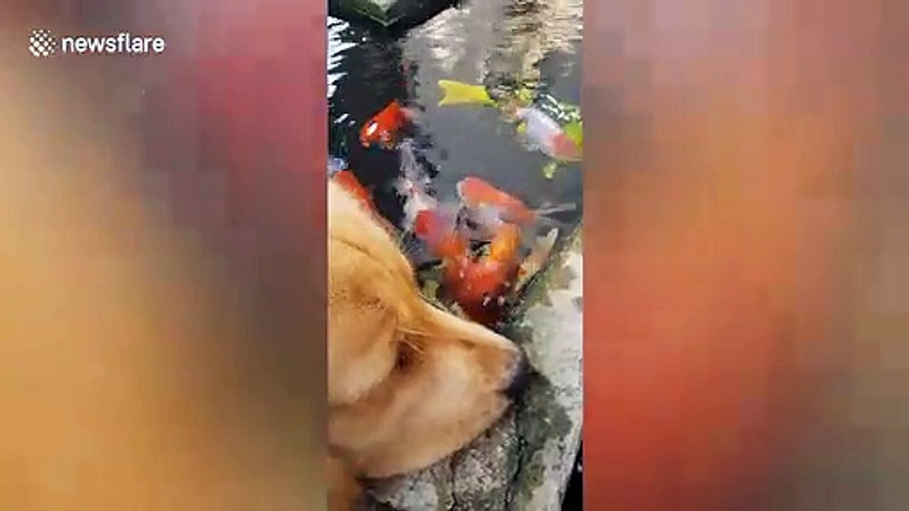Golden retriever can't take her eyes off school of fish in garden pond