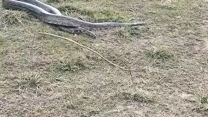 मेरठ: स्कूल के मैदान में अजगर दिखने से मचा हड़ंकप