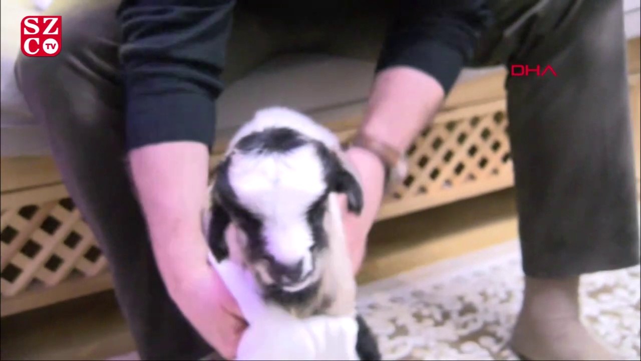 Annesi ölen oğlağa evlatları gibi bakıyorlar