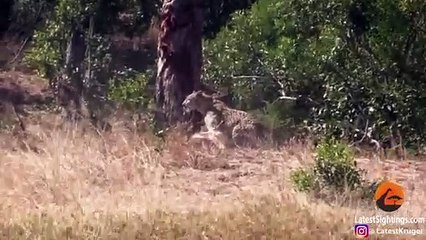 Hyena Indirectly Saves Impala from Leopard