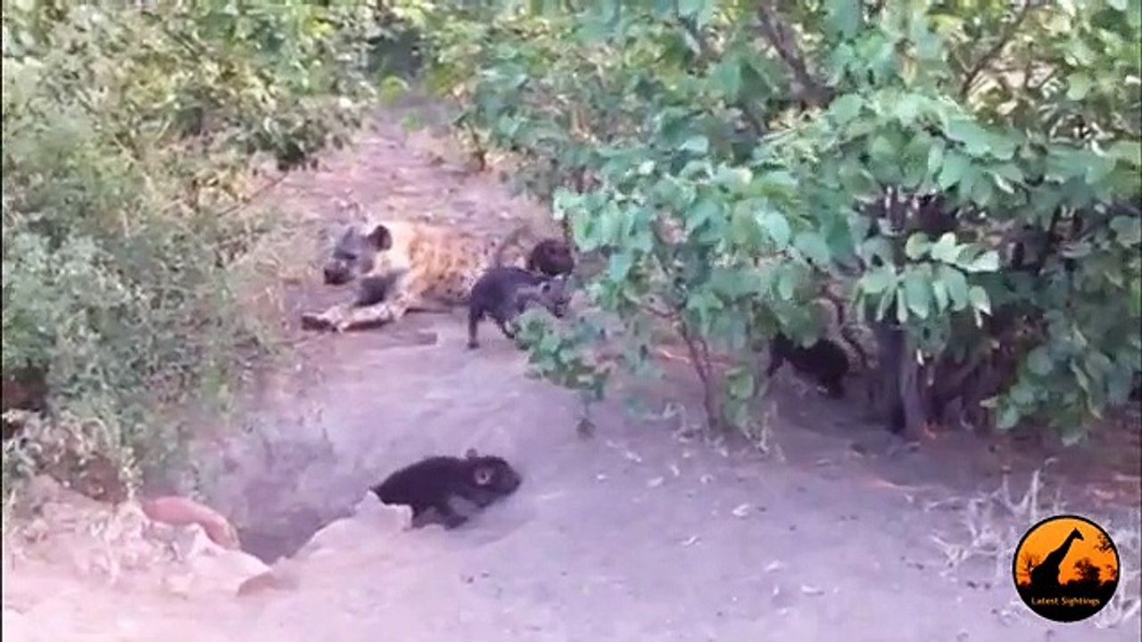 Hyenas and Cubs at Den - 20 March 2013 - Latest Sightings