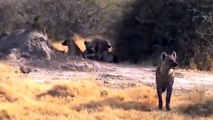 HYENAS BIG MISTAKE PROVOKED LIONESS   MALE LION AS A HERO WHO HYENAS TO SAVE LIONESS