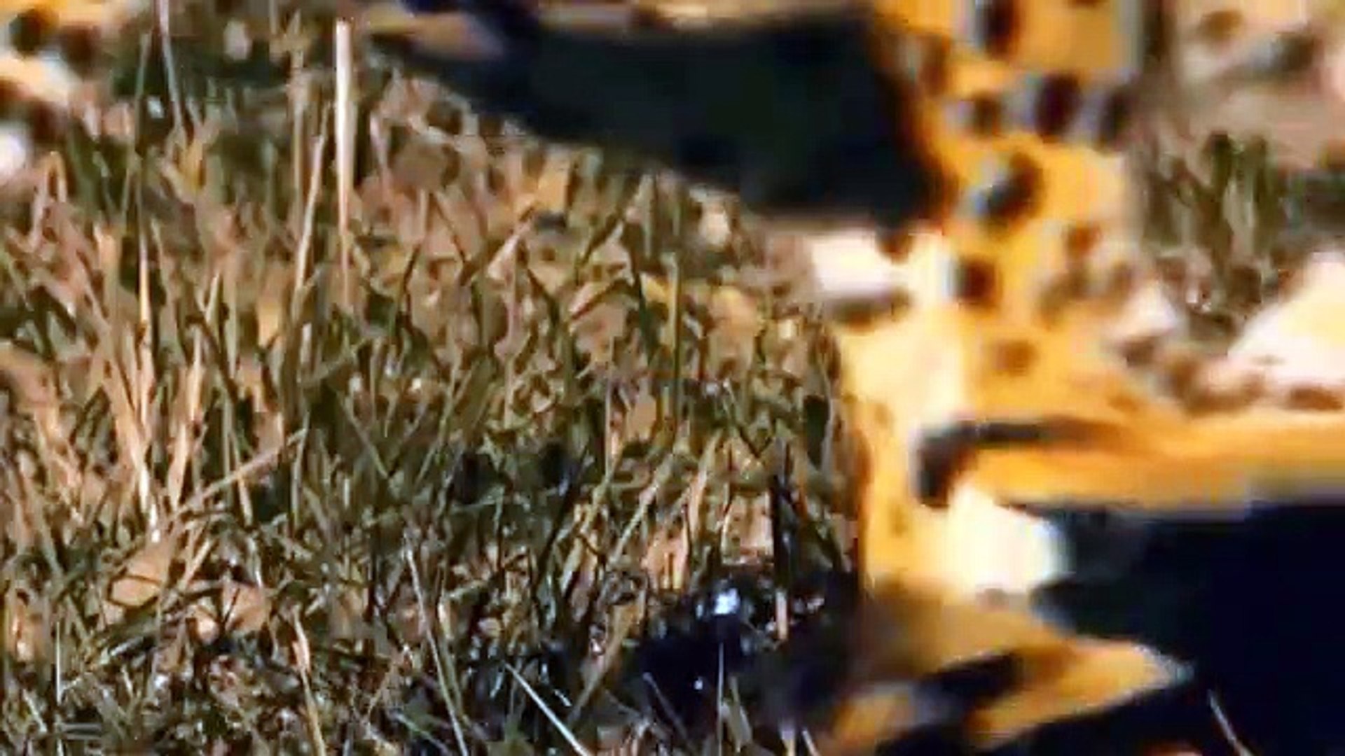 IMPALA LUCKY ESCAPE FROM FIVE CHEETAH CHASING   King Lion destroy Cheetah cubs