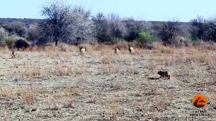 Incredible Attempt by a Caracal at Hunting Warthogs - Latest Wildlife Sightings