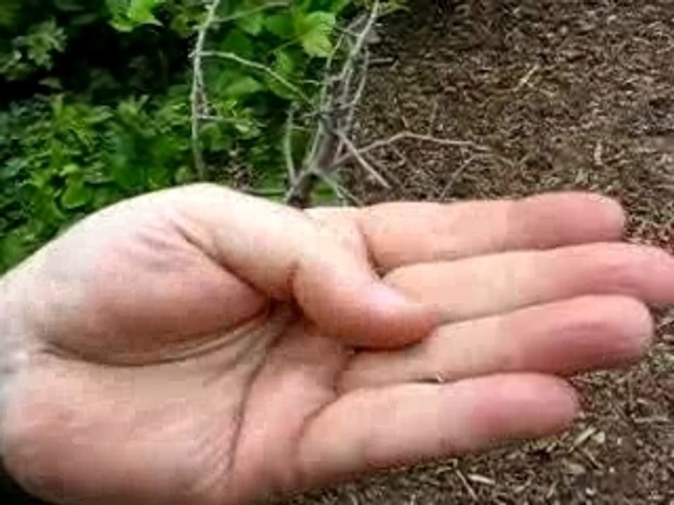 Pinélisation d'un cochon 1