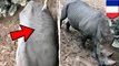 Pengunjung bodoh tulisi nama di punggung badak di kebun binatang Perancis - TomoNews