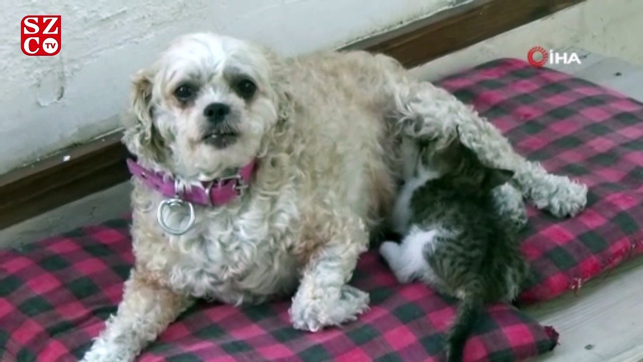 İki kısır köpek 4 kediye annelik yapıyor
