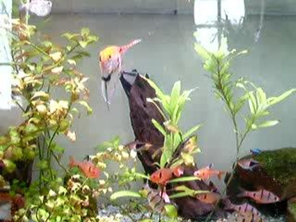 Aquarium Sylvain