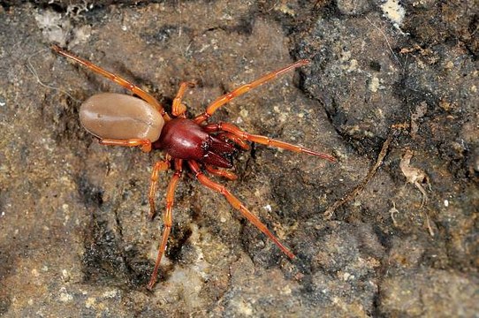 Los huracanes han desarrollado arañas más agresivas