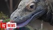 Villagers lose out in plan to save Komodo dragon