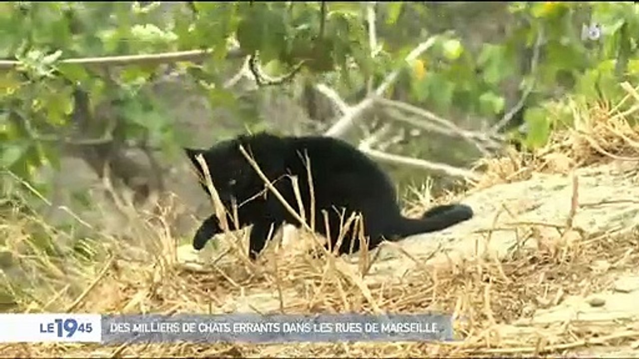 Abandonnés ou nés dans la rue, des milliers de chats errent depuis plusieurs semaines dans les rues de Marseille - VIDEO