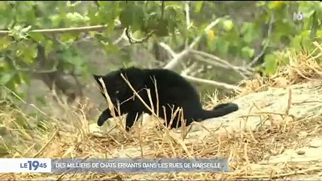 Abandonnés ou nés dans la rue, des milliers de chats errent depuis plusieurs semaines dans les rues de Marseille - VIDEO