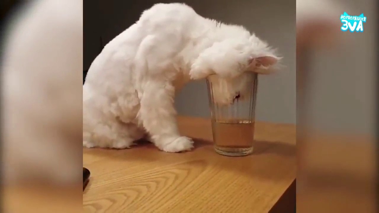 Funniest cats. Super!