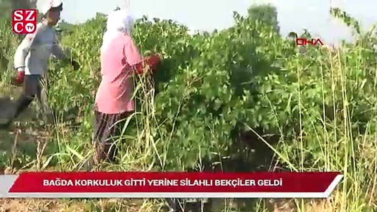 Bağda korkuluk gitti yerine silahlı bekçiler geldi