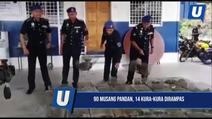 90 Musang pandan, 14 kura-kura dirampas