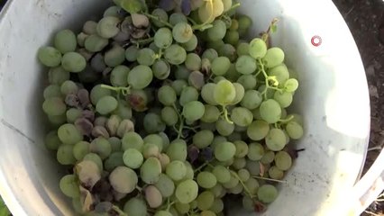 Gercüş'te organik kuru üzüm dönemi başladı