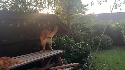 Bonnie trying to get her wheel