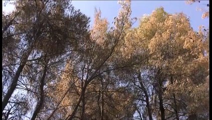 Οδοιπορικό στα καμένα δάση της Εύβοιας