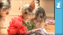 Baby Yorkie Puppies Got You Roses- - Puppy Love