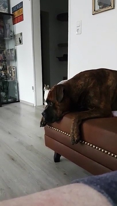 Ce chien imite la sirène des pompiers lorsqu'il l'entend passer