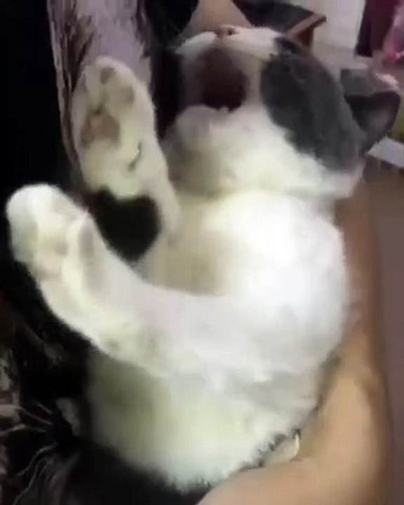 Rencontrez le chat le plus dramatique au monde