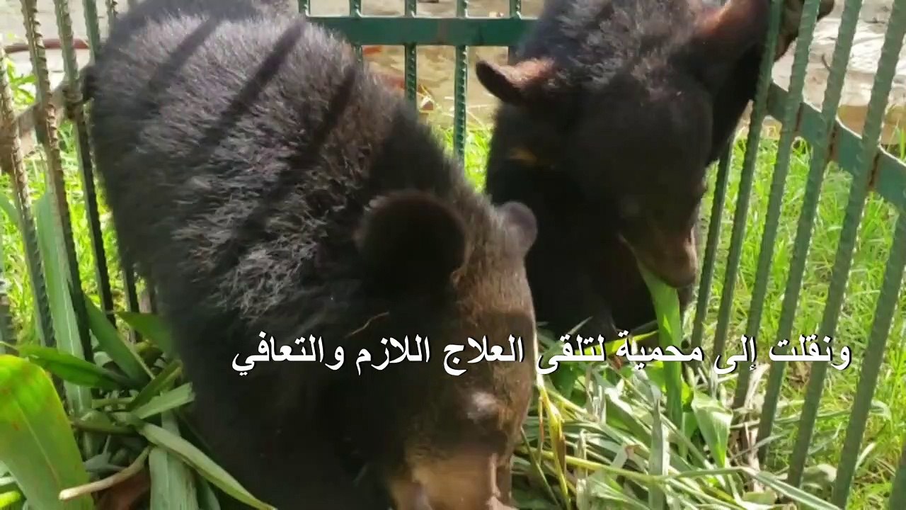 إنقاذ صغار نوع من الدببة المهددة بالانقراض في لاوس