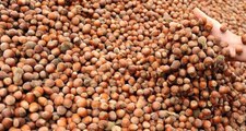 Giresun'da serbest piyasada fındık sezona 16,50 liradan başladı