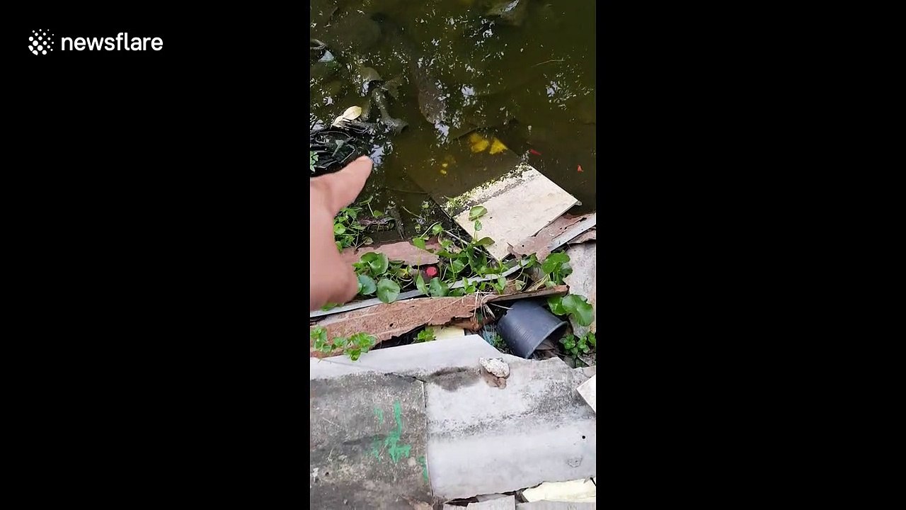 Strange fish leaps from water after being teased by stunned local