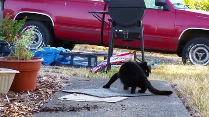 Funniest Pets & Animals of the Week | Funny Pet Videos