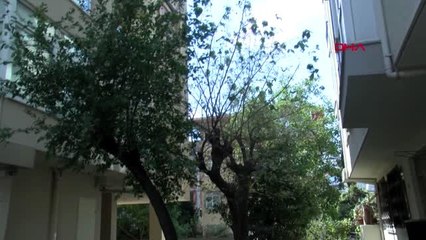 Duvarlar, ağaçlar, sokaklar... kadıköy'ü tırtıl sardı