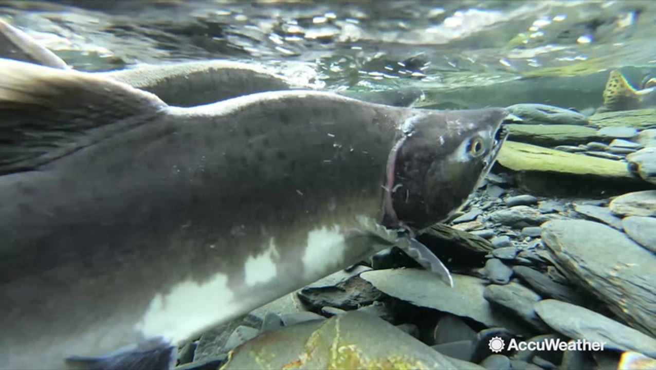 Heat wave and drought harming salmon runs in Alaska