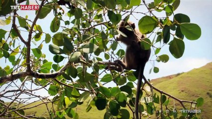 Endonezya, Komodo ejderlerinin sayısını artıracak