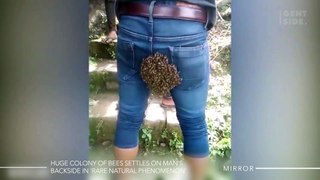 La extraña razón por la que una enorme colonia de abejas se instala en el trasero de un hombre