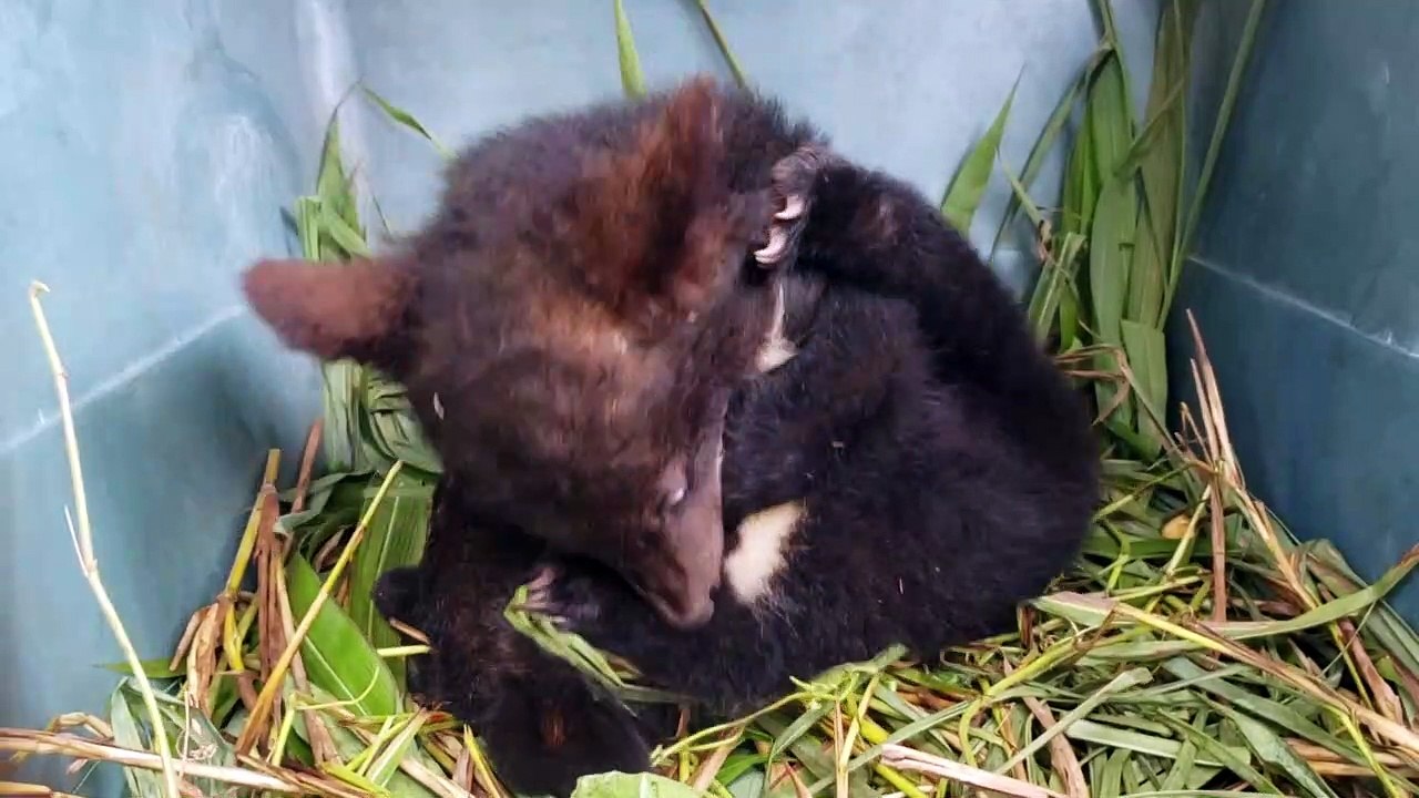 Fünf junge kragenbären in laos gerettet