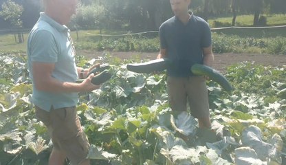 Braives: un fermier d'Avennes offre son surplus de production de courgettes aux passants
