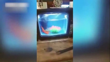 Çin'de sürdürülebilirlik dersi: Eski kullanılmayan televizyonlardan akvaryum yaptı