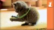 Fluffy Kitten VS. Rubber Bands VS. SNEAK ATTACK- - Kitten Love