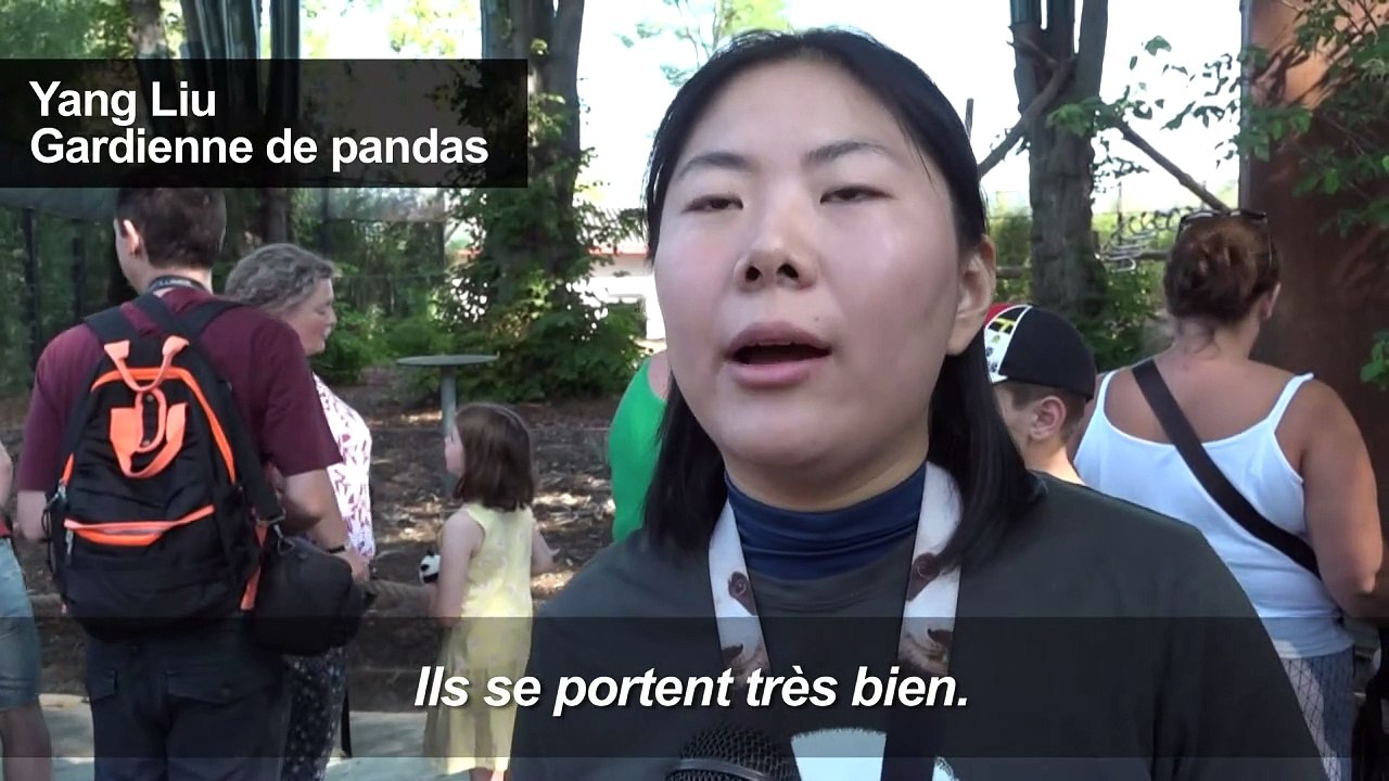 Les bébés jumeaux pandas géants nés dans un parc animalier en Belgique "se portent bien"