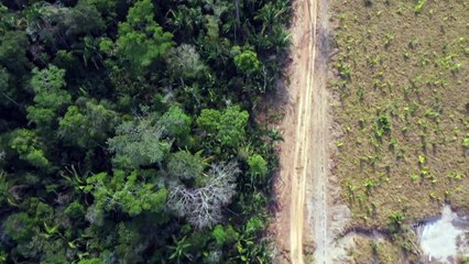Europas Hunger auf Fleisch facht Brände im Amazonas-Gebiet an