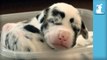 Tiny Great Dane Puppies In Tupperware - Puppy Love