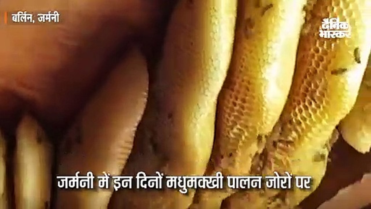 जर्मनी में इन दिनों मधुमक्खी पालन जोरों पर