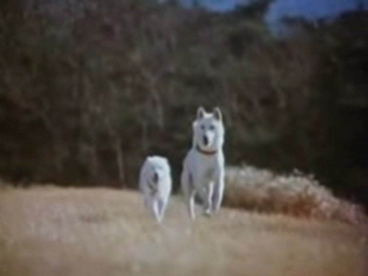 炎の犬 動画 Dailymotion