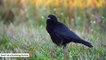 Crows Love Hamburgers Too And Urban Diet Is Raising Their Cholesterol