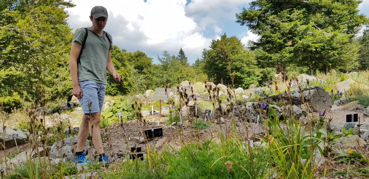 Le jardin alpin du Haut Chitelet (Hautes Vosges) souffre de la chaleur et de la sécheresse