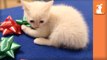 Fluffy Kitten Plays With Bows, Doesn't Wrap Presents - Kitten Love