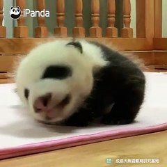 Bébé Panda adore son frère. Ils jouent ensemble !