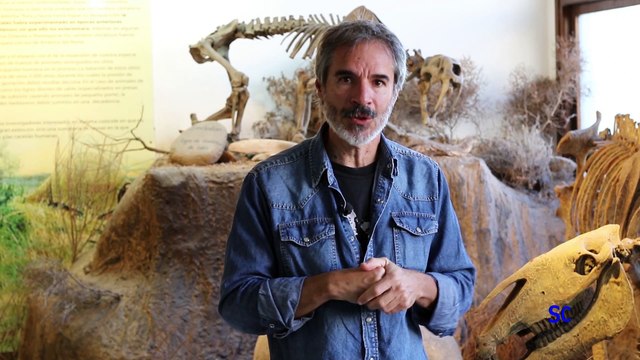 SIN CONSERVANTES - CABALLOS SALVAJES