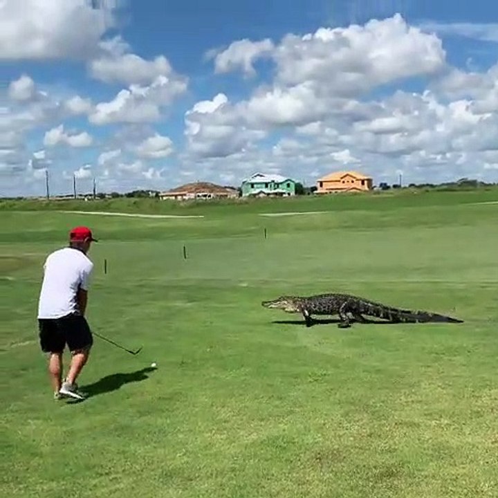 Une rencontre avec un alligator lors d'un parcours de golf